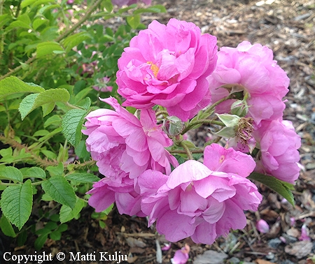 Rosa Rugosa-Ryhm 'Syke', tarhakurtturuusu